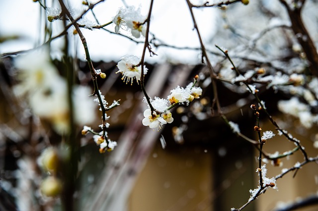 分曉